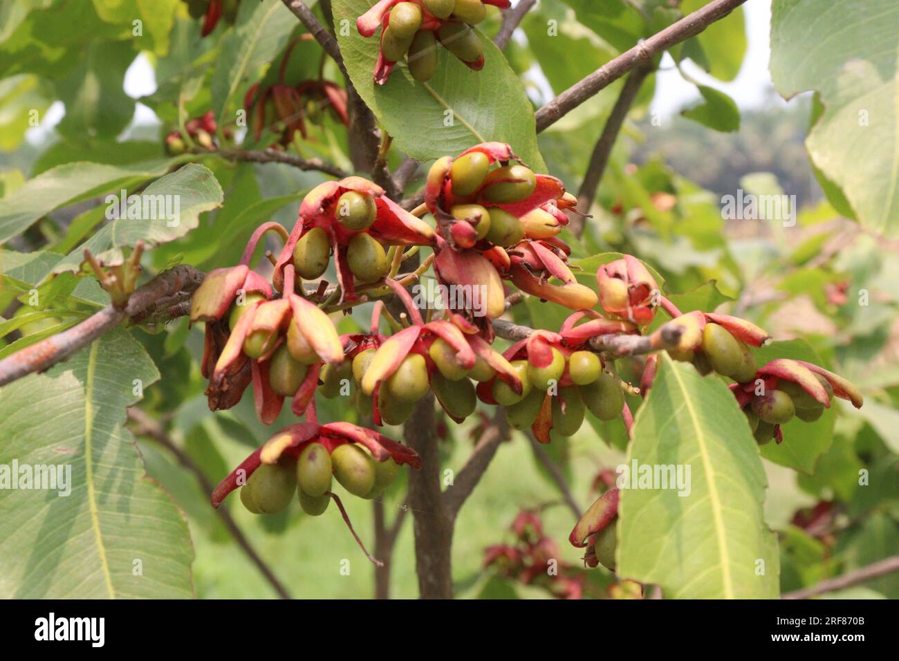 Ochna squarrosa flower plant also called konok chapa on farm for harvest are cash crops Stock Photo