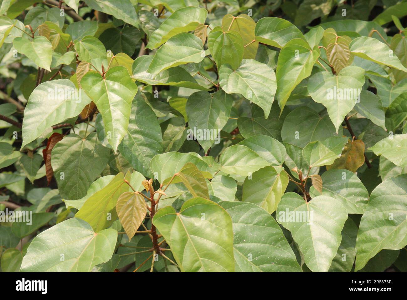 Annatto is an orangered condiment and food coloring derived from the