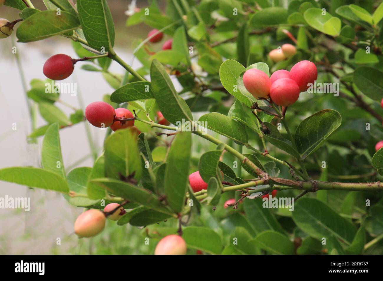Carissa carandas fruit on tree on farm that are commonly used as a condiment in pickles and spices Stock Photo