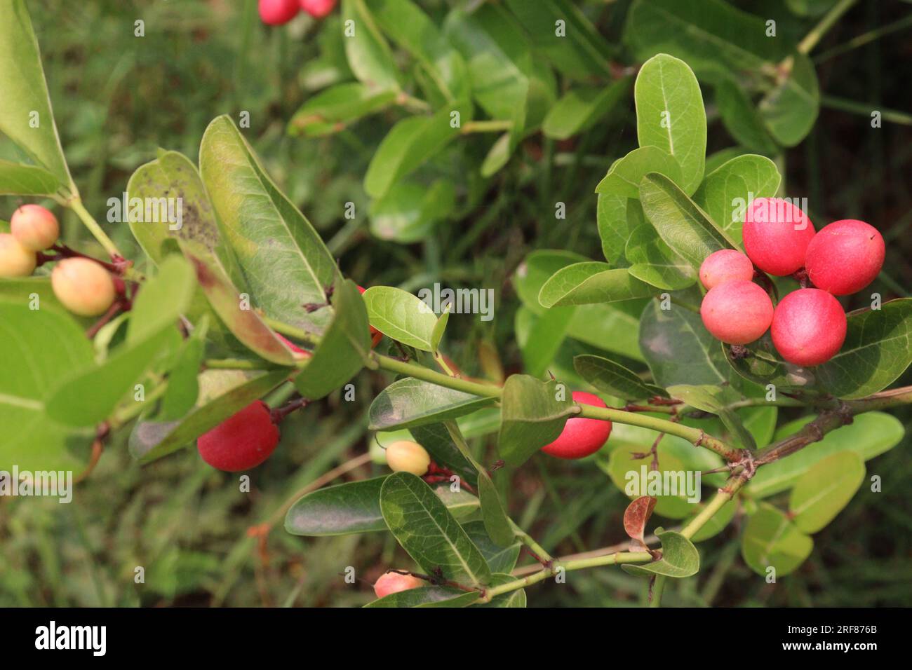 Carissa carandas fruit on tree on farm that are commonly used as a condiment in pickles and spices Stock Photo