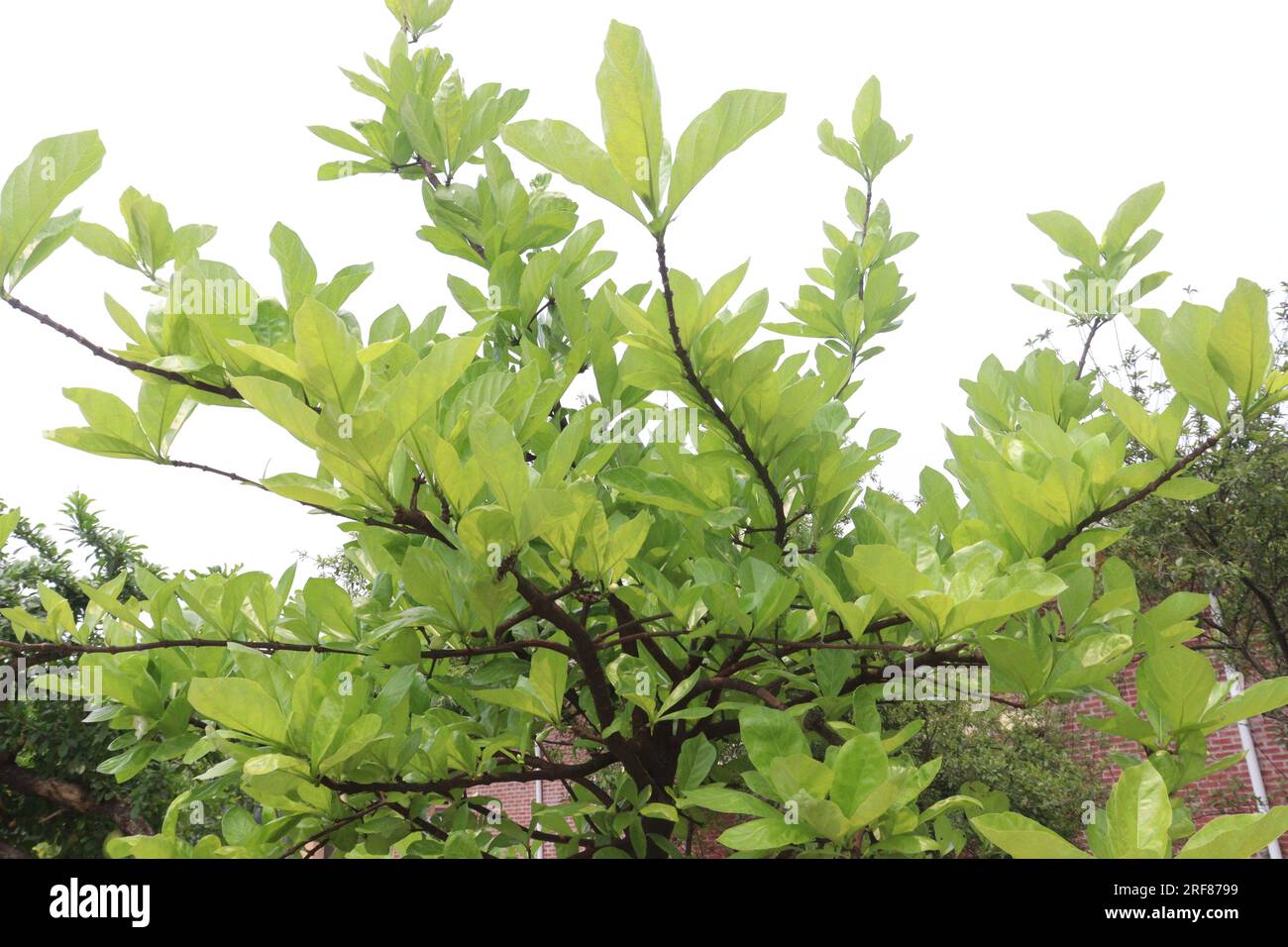Calabash tree hi-res stock photography and images - Alamy