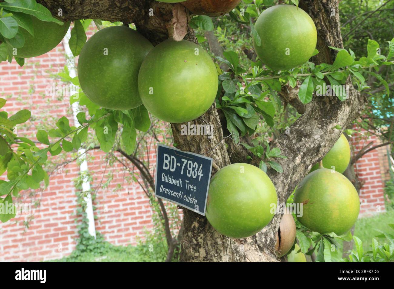 Twisted root with flower hi-res stock photography and images - Alamy