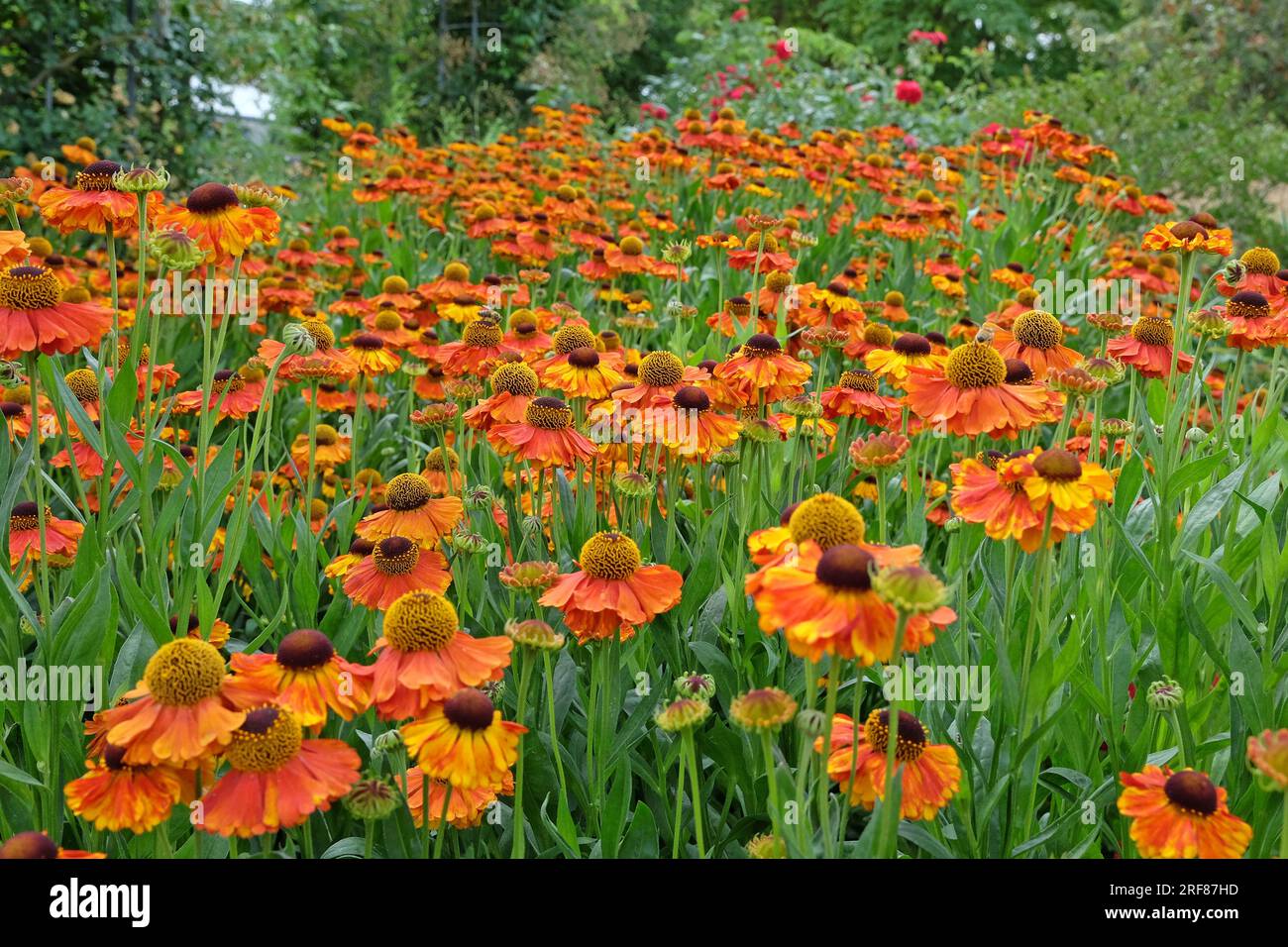 Orange Helenium 'Sahin's Early Flowerer' in flower. Stock Photo