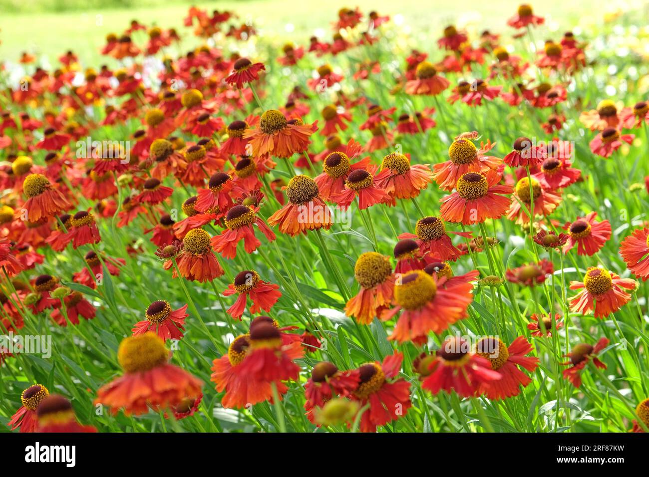 Red Helenium 'Moerheim Beauty'  in flower. Stock Photo