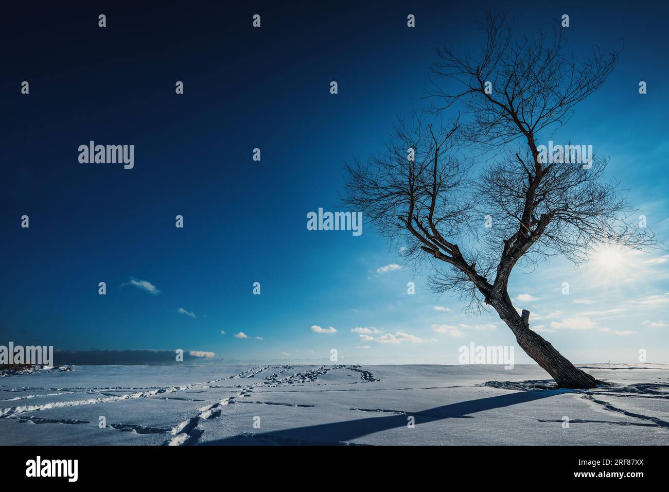 Winter landscape with tree silhouette on sky background Stock Photo - Alamy