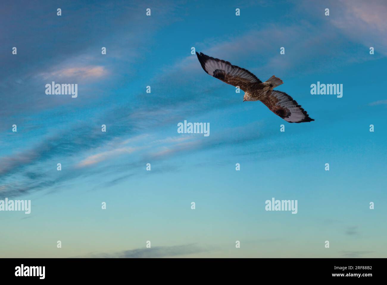 Bird of prey flying on twilight sky background Stock Photo