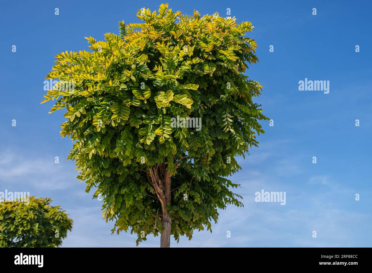 Small green tree on blue sky background Stock Photo