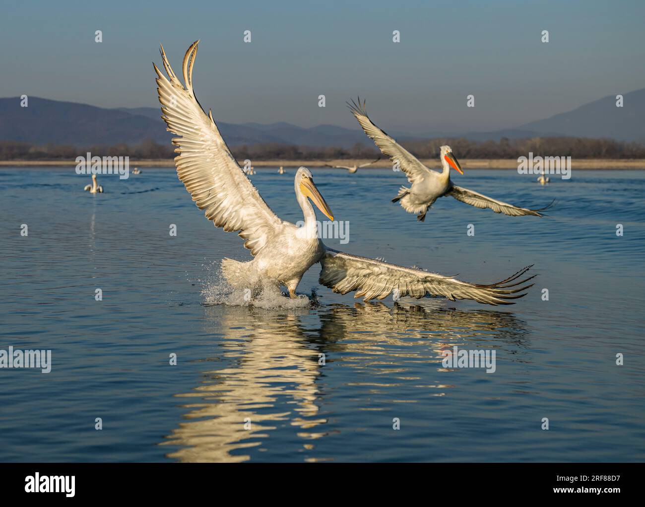 Great White Pelican and Dalmation Pelican Flying in to land on Lake Kerkini, Greece Stock Photo