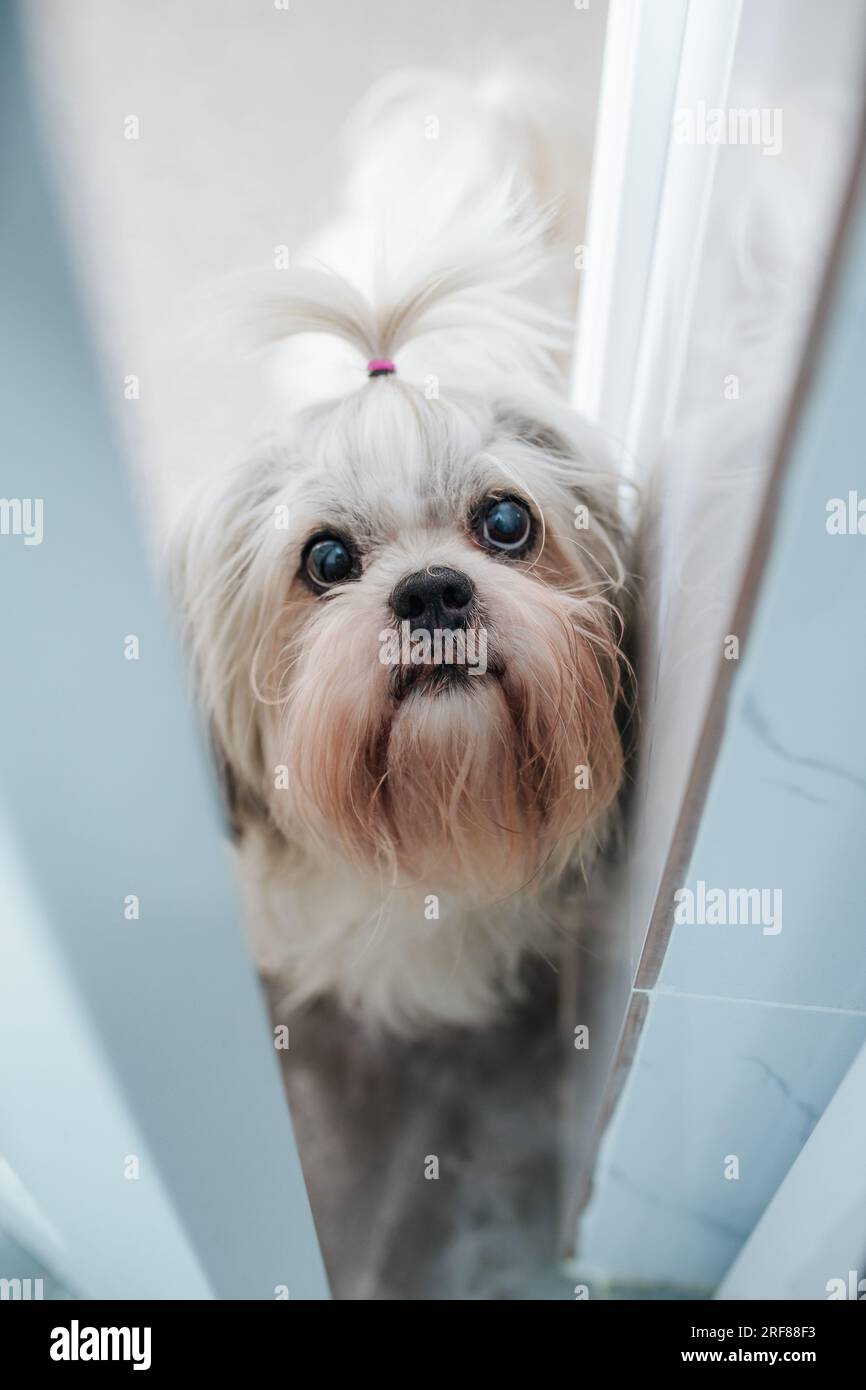 Shih tzu dog peek through open door Stock Photo Alamy