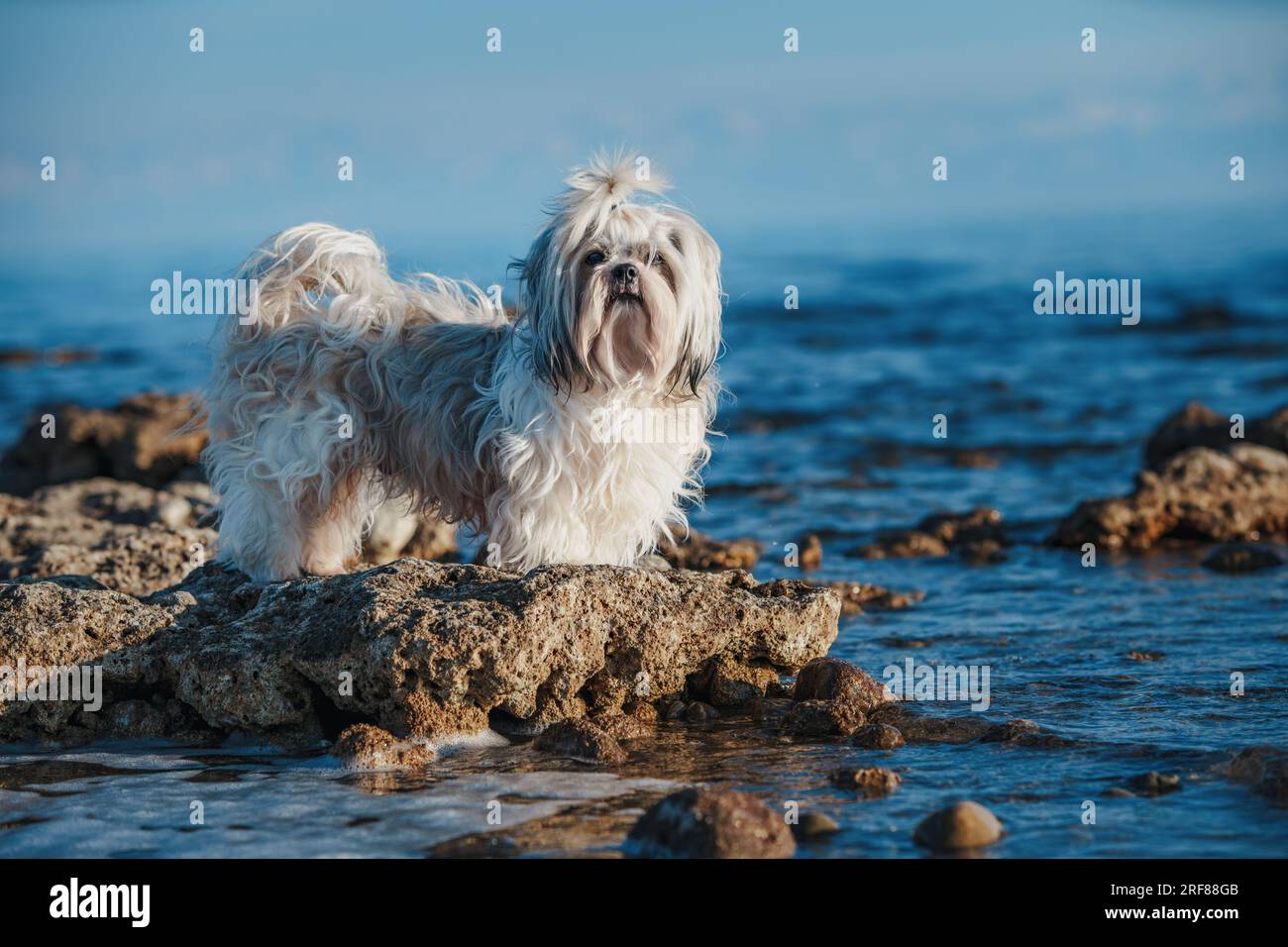 Shih tzu dog standing on stone at the edge of lake Stock Photo