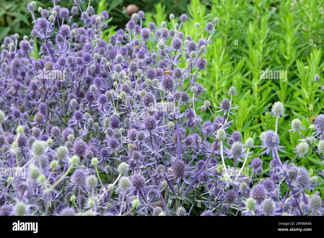 Eryngium Planum 'Blue Glitter' in flower Stock Photo Alamy
