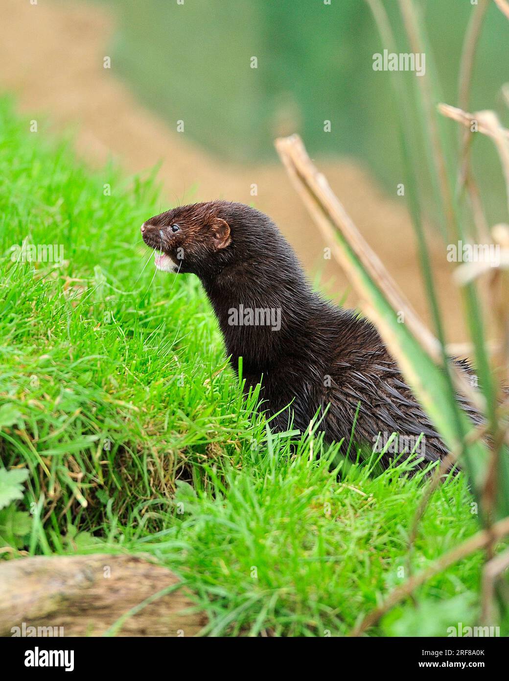 American mink uk hires stock photography and images Alamy