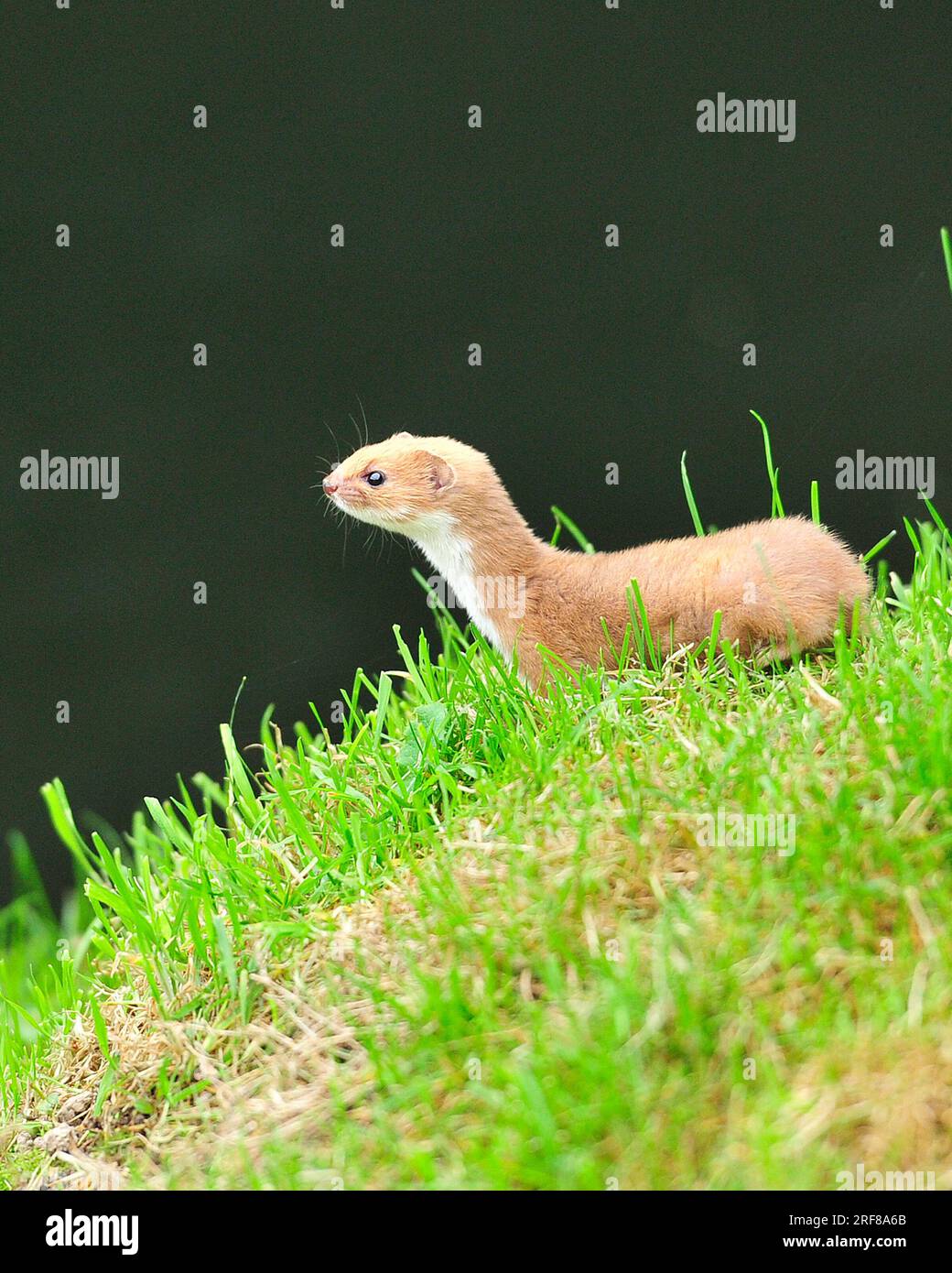 Weasel, Mustela nivalis Stock Photo