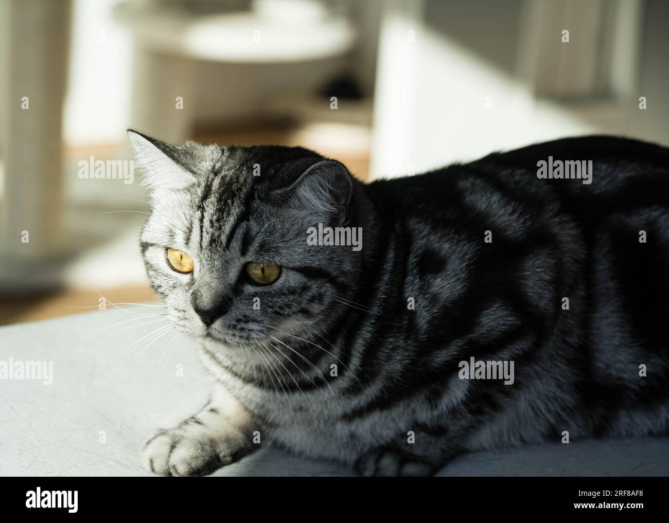 grey british short hair cat Stock Photo