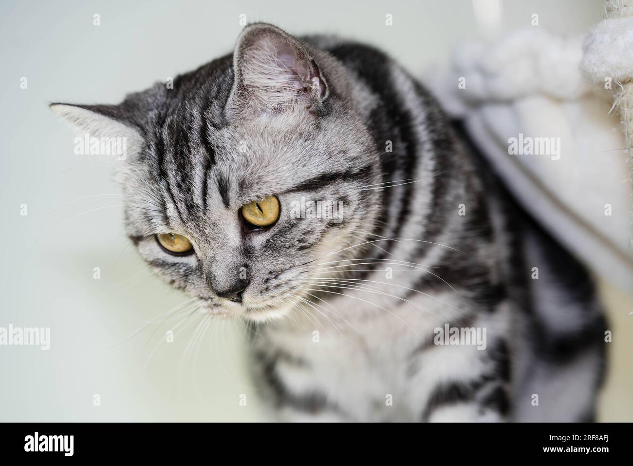 grey british short hair cat Stock Photo