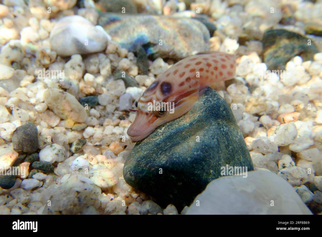 The shore clingfish - (Lepadogaster lepadogaster), underwater image into the Mediterranean sea Stock Photo