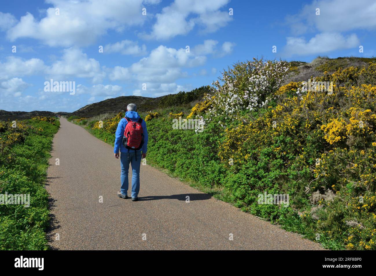 Walking on the Inselbahnstrasse, an old railway track, between Kampen and Westerheide,Sylt, Frisian Islands, Schleswig-Holstein, Germany Stock Photo