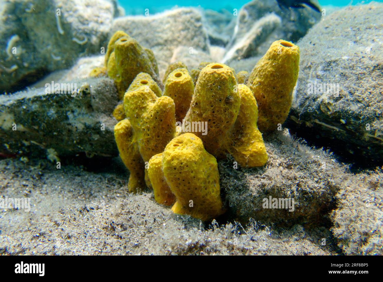 L sponge hi-res stock photography and images - Page 3 - Alamy