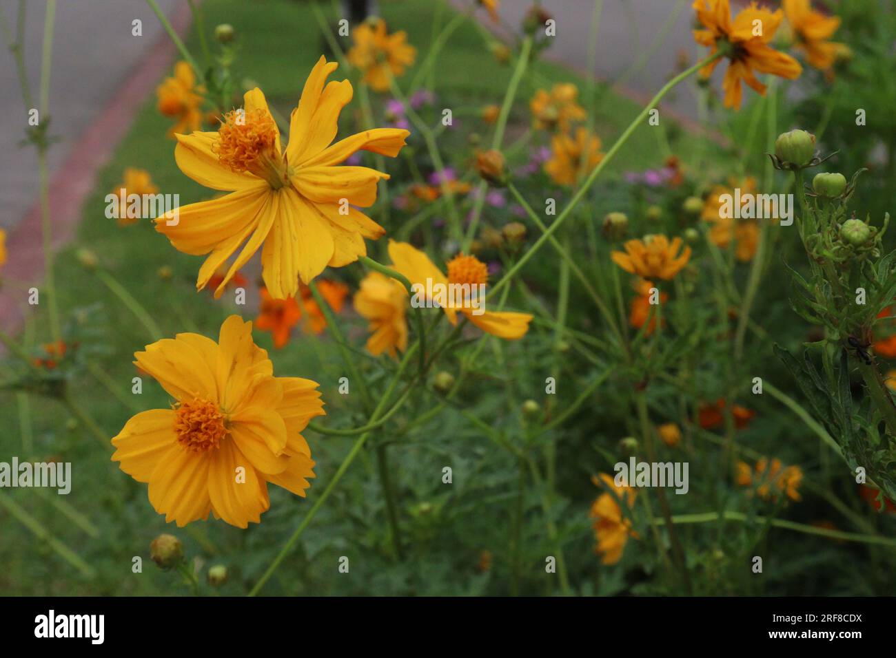 Sulfur cosmos flower plant on farm for harvest are cash crops Stock