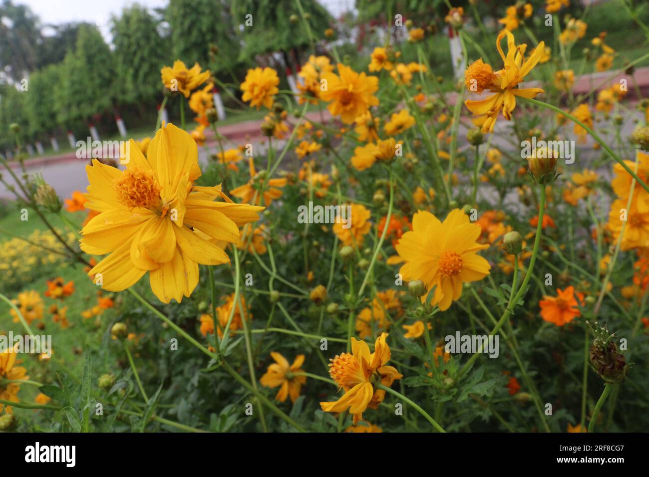 Sulfur cosmos flower plant on farm for harvest are cash crops Stock