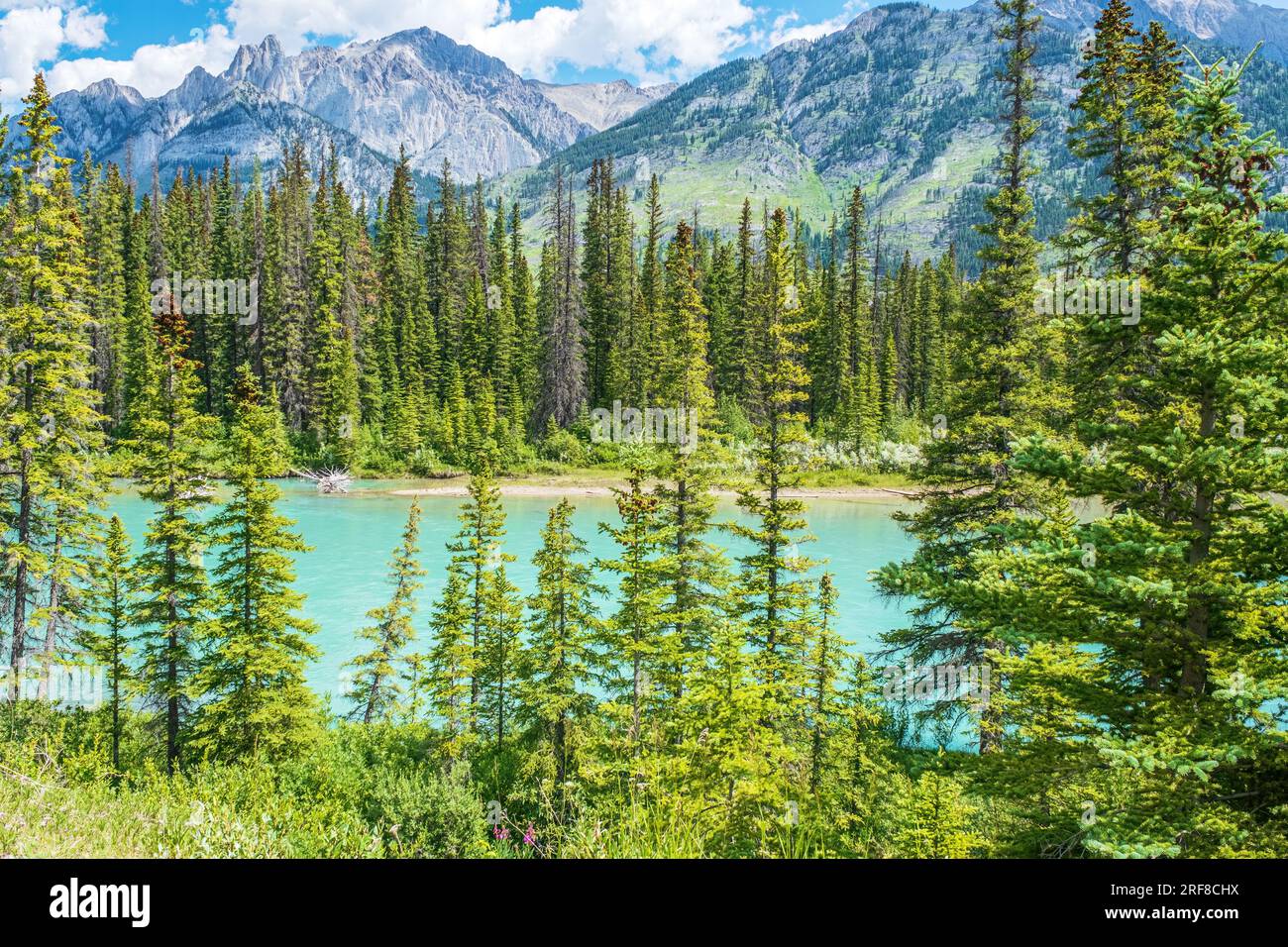 A beautiful blue river flows theough a forest in Banff National Park. Stock Photo