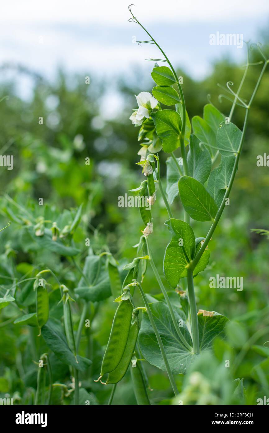 Bush of sweet pea with unripe pods cultivated on vegetable garden Stock Photo