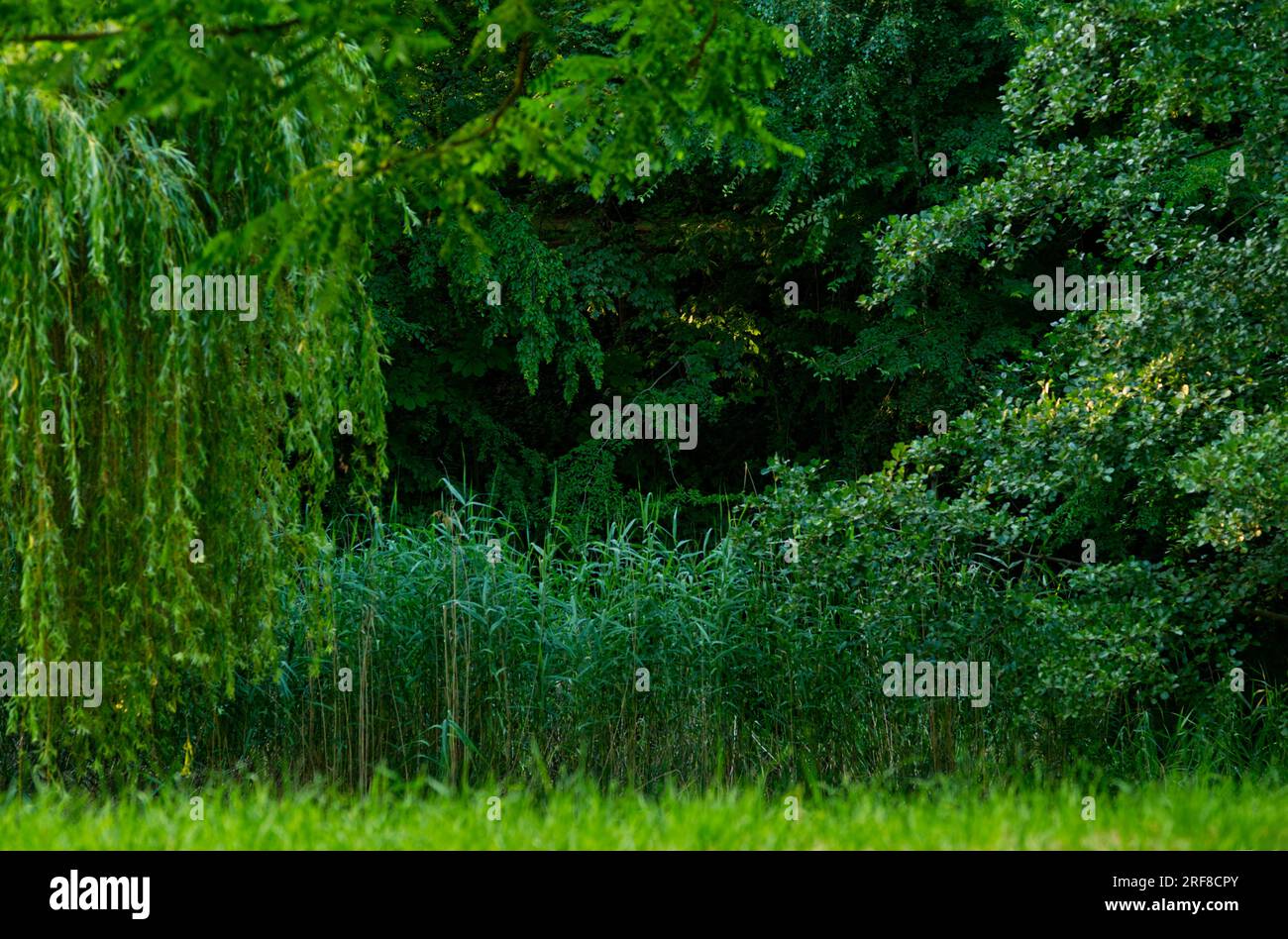 A view at a very green scenery through grass, trees and bushes at a pond Stock Photo