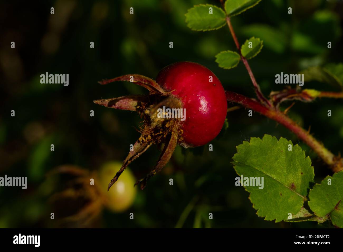 Red rose hip hi-res stock photography and images - Alamy
