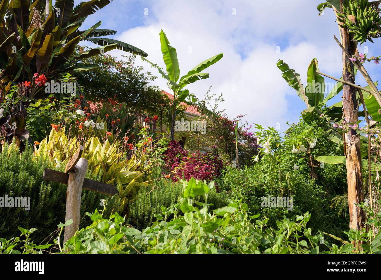 Beautiful tropical garden on a small island of lake bunyony in Uganda Stock Photo