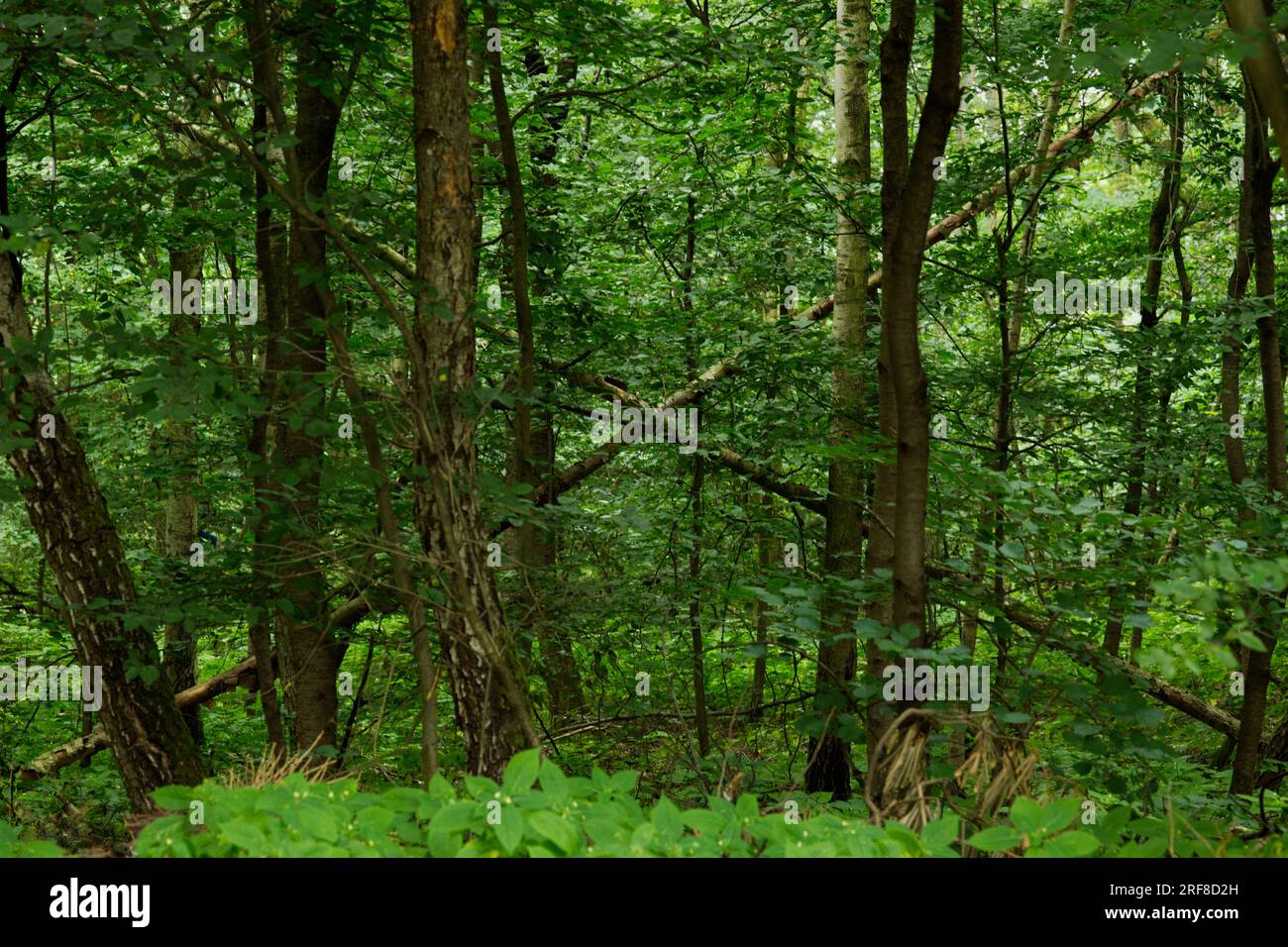 Trees form a wooden sign 'X' in the green forest Stock Photo