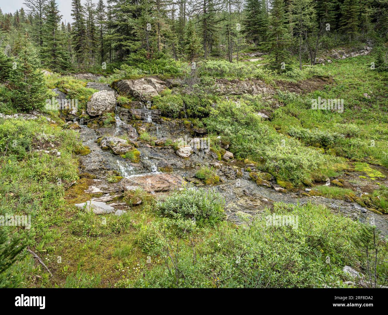 Little waterfall in a creek at Sunshine Meadows in Mount Assiniboine Provincial Park, British Columbia, Canada Stock Photo