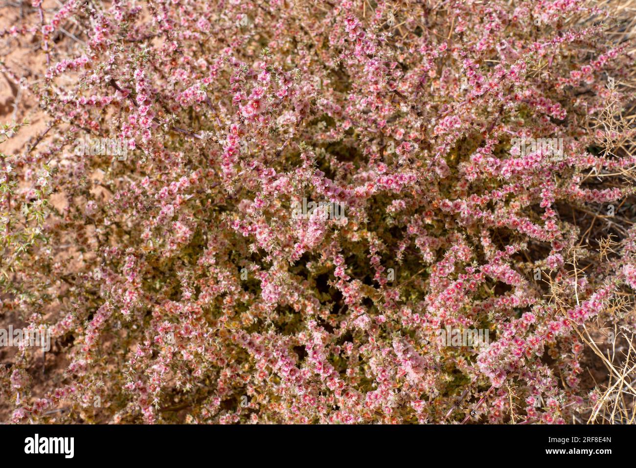 A Prickly Russian Thistle, Kali tragus, in flower in the desert in Utah. Stock Photo