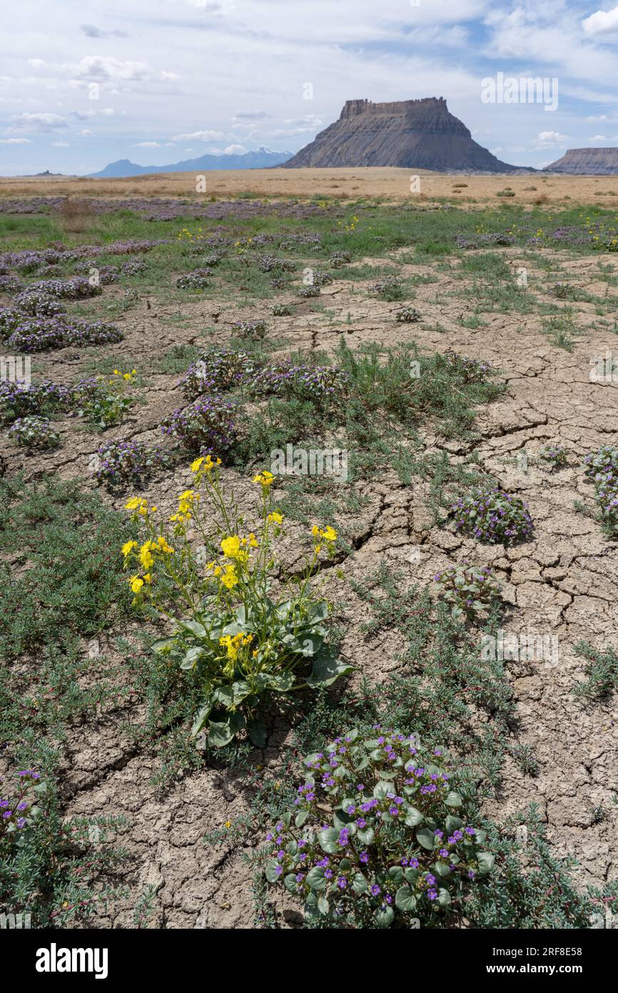 Intermountain Scorpionweed and Yellow Cups in bloom in the Caineville Desert by Factory Butte, near Hanksville, Utah. Stock Photo