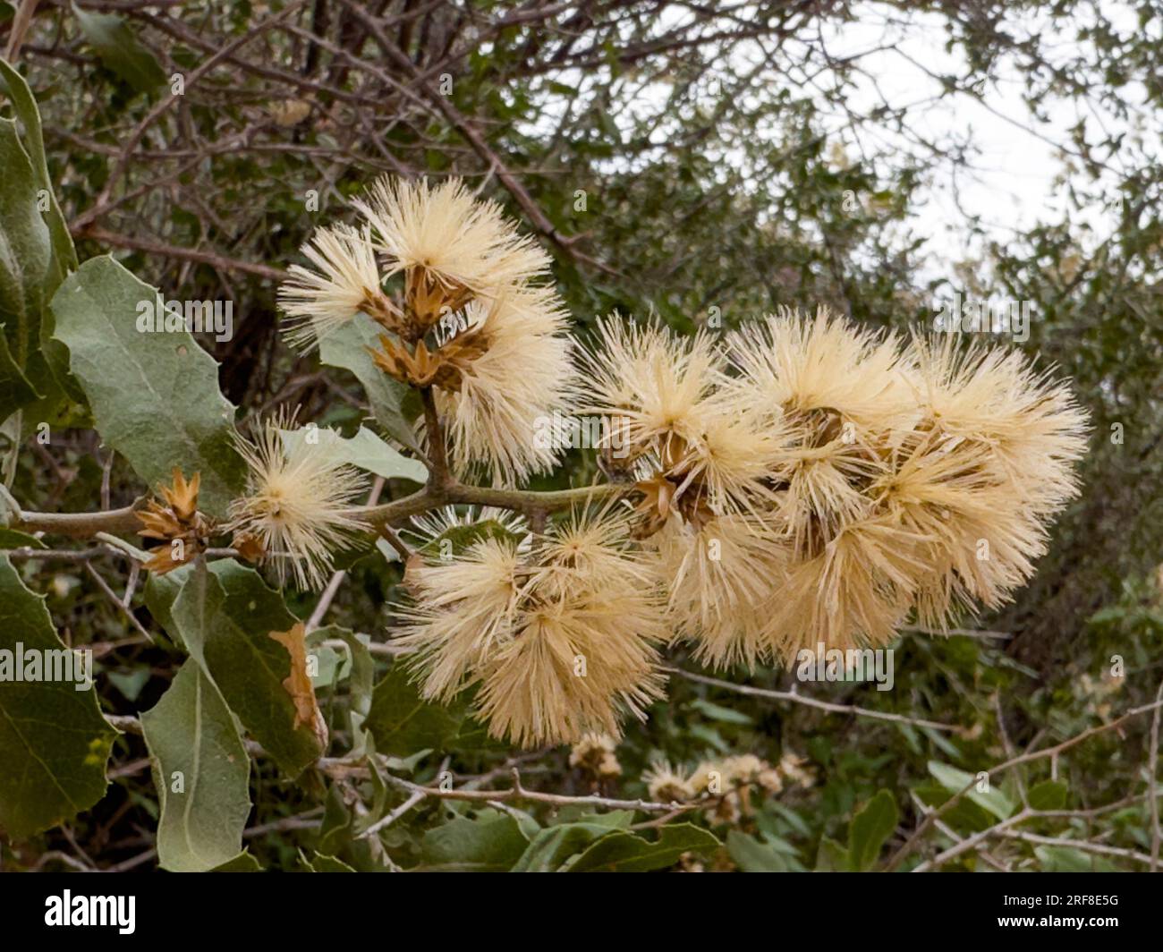 Seedheads of Huañil, Proustia cuneifolia, in Shimpa Canyon in Talampaya National Park, La Rioja Province, Argentina. Stock Photo