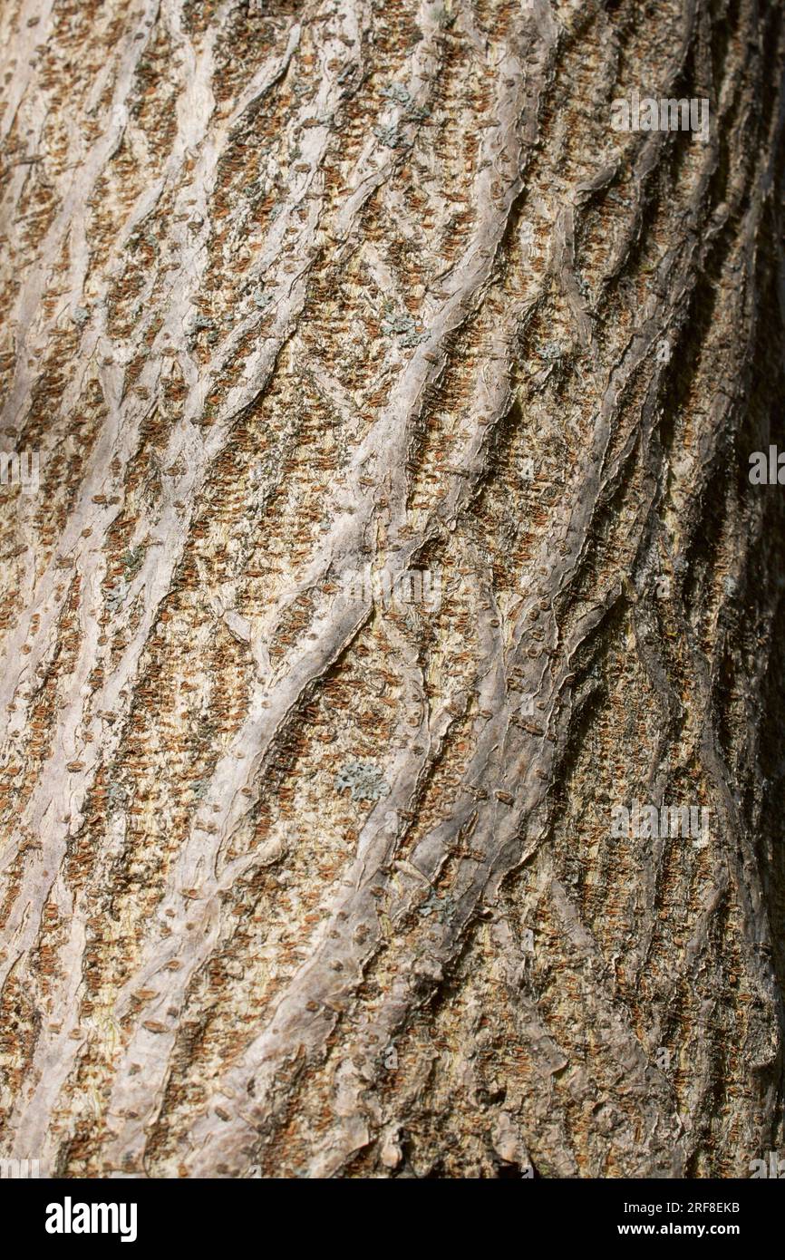 Broussonetia papyrifera textured bark Stock Photo