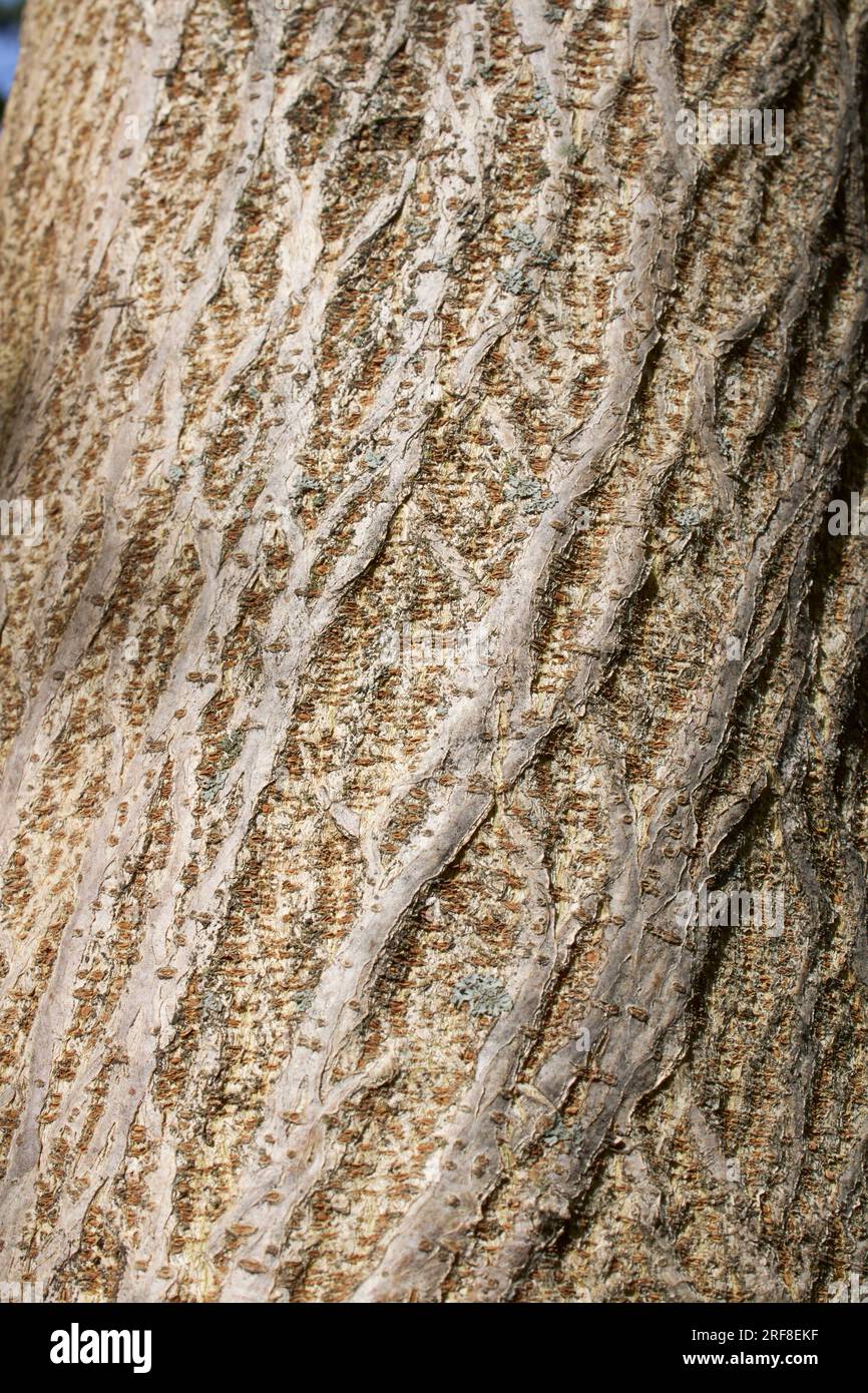 Broussonetia papyrifera textured bark Stock Photo