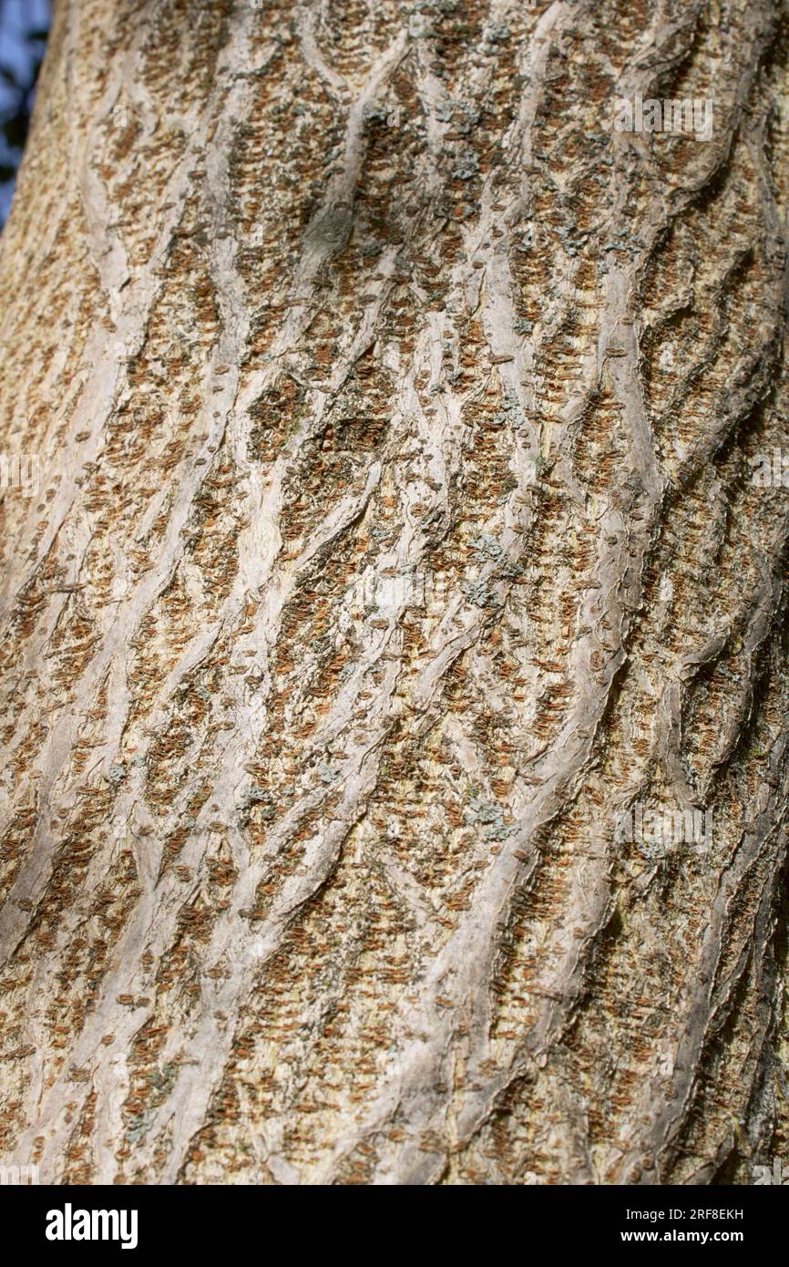 Broussonetia papyrifera textured bark Stock Photo