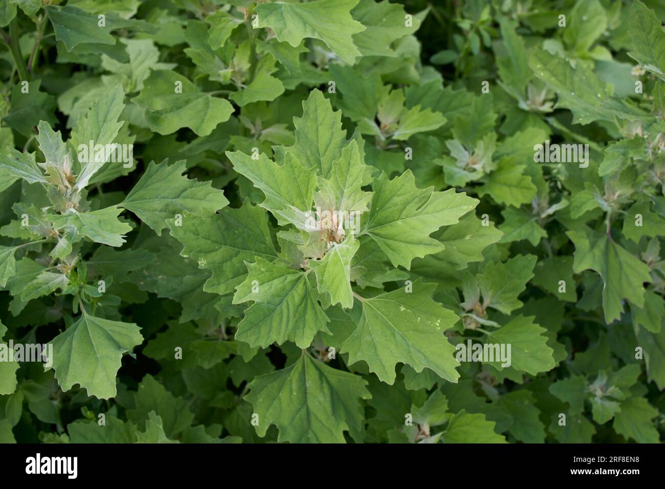 Chenopodium album fresh leaves close up Stock Photo