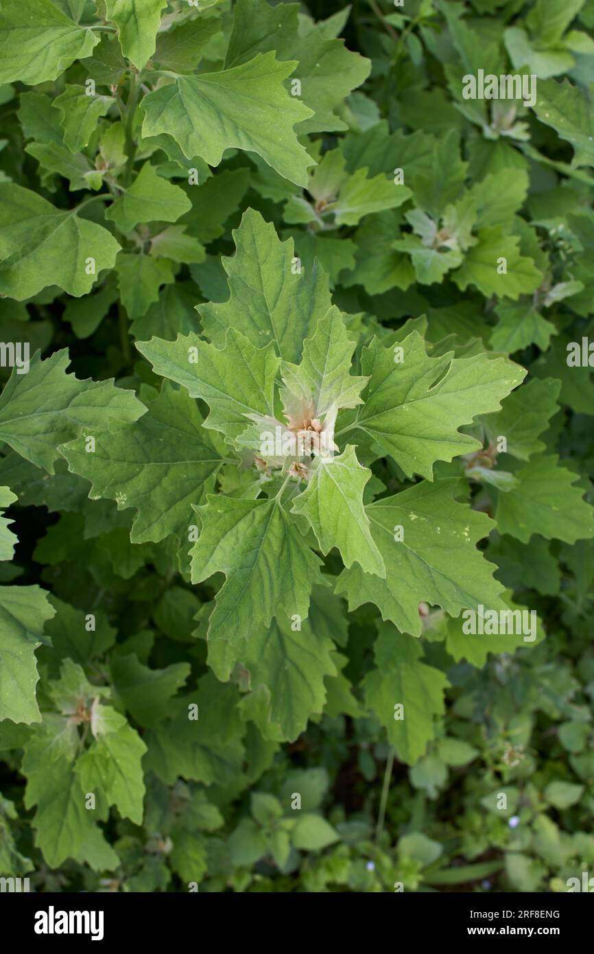 Chenopodium album fresh leaves close up Stock Photo