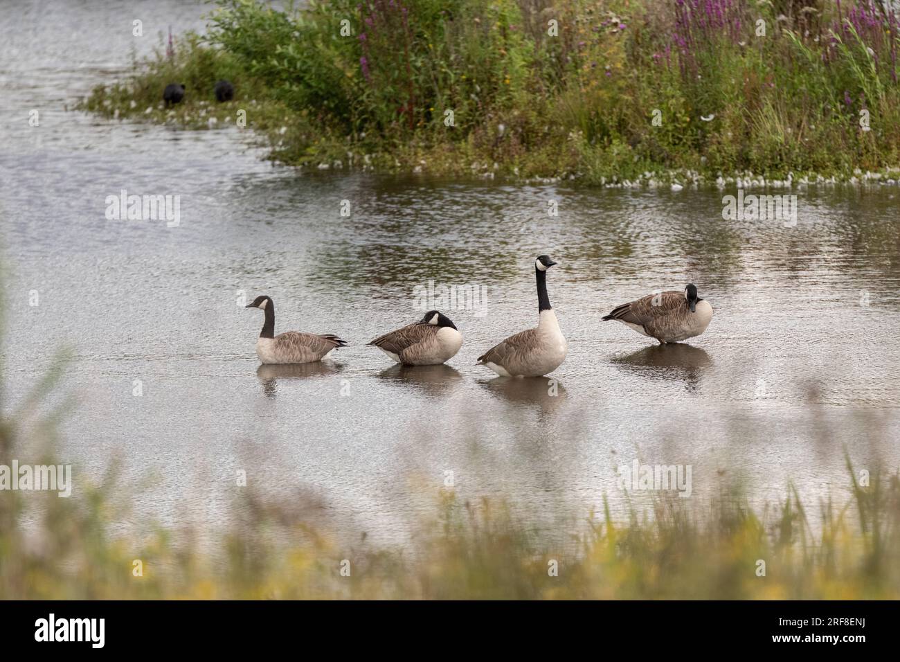 Canadian geese in Kersal wetlands. Floodplain alongside the River Irwell. Salford, Borough of Greater Manchester. Stock Photo
