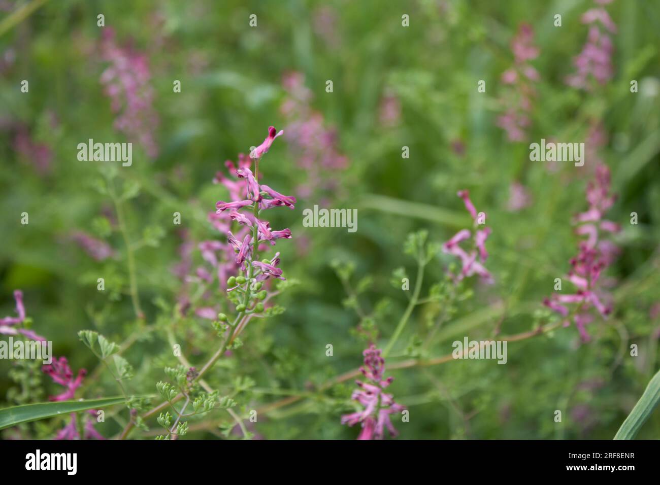 Fumaria officinalis pink inflorescence Stock Photo - Alamy