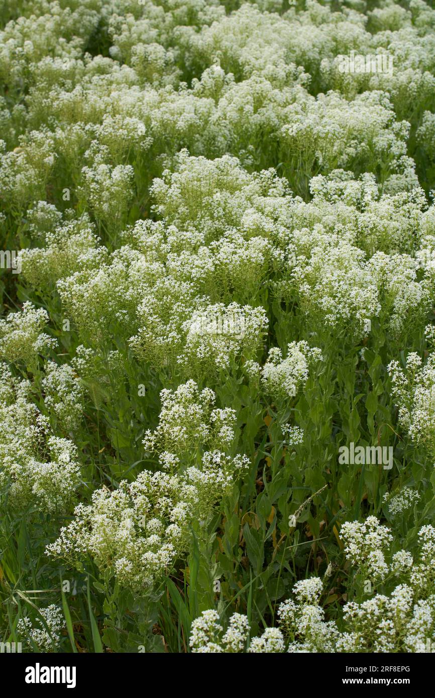 Lepidium draba creamy white inflorescence Stock Photo