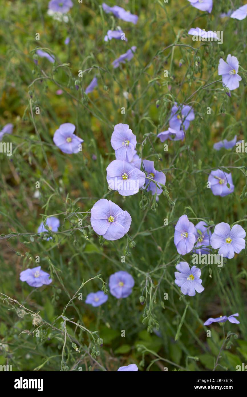 Linum perenne in bloom Stock Photo