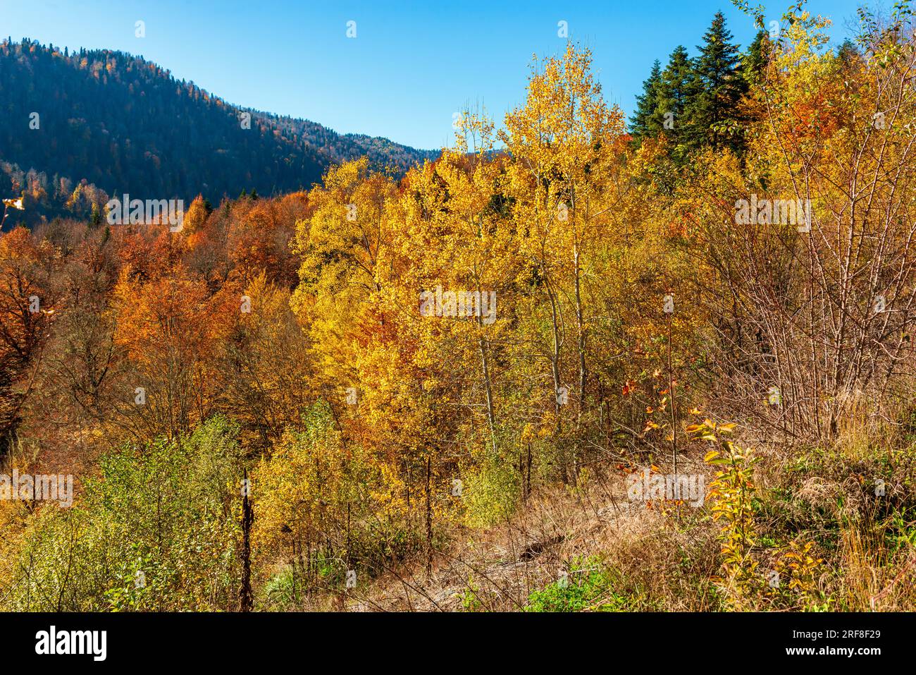Mountains covered autumn forest hi-res stock photography and images - Alamy