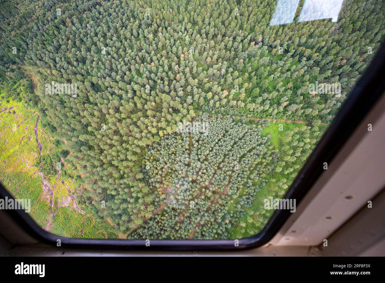 Top view of pine trees from a helicopter window. Stock Photo