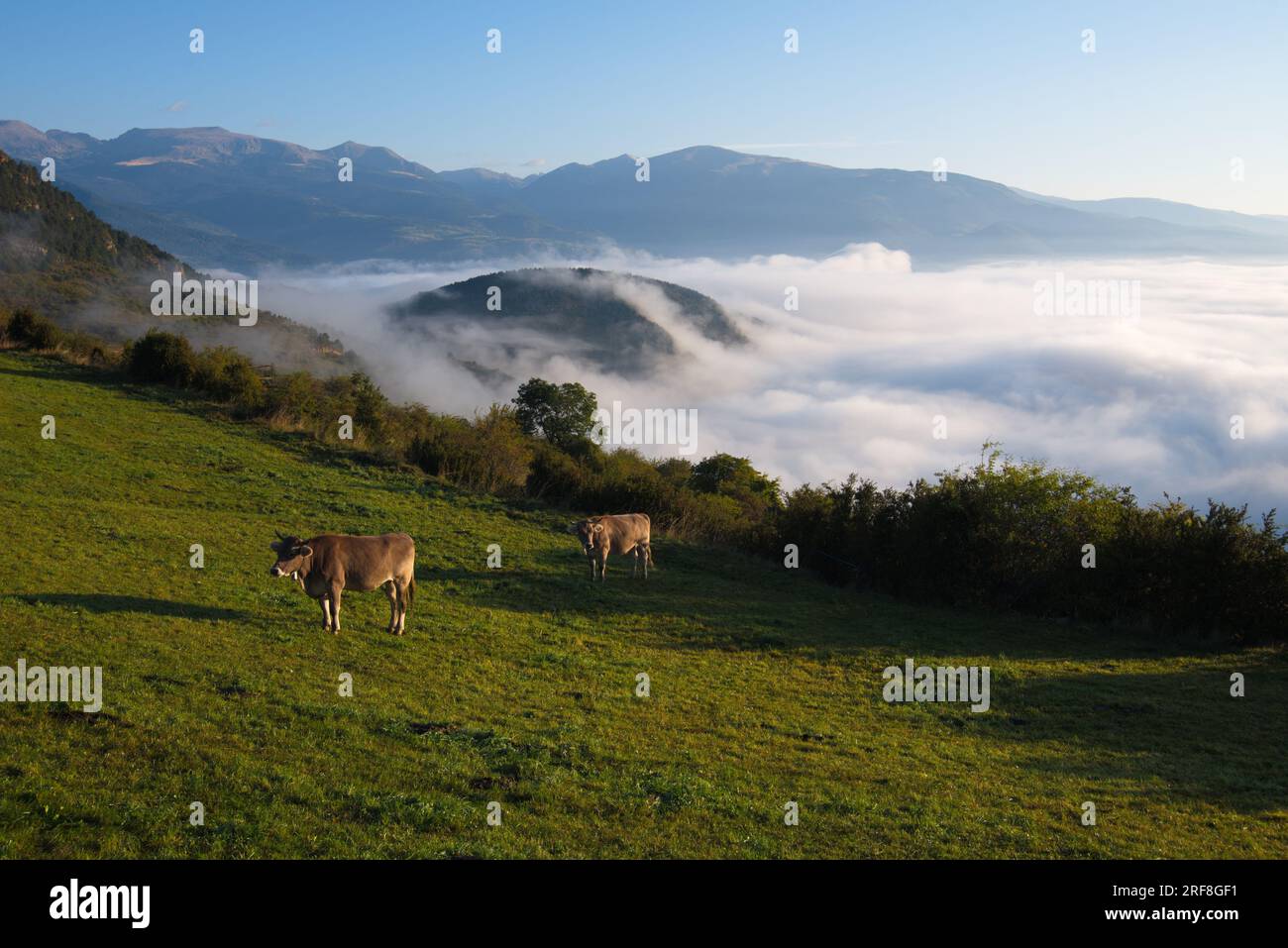 A mountain meadow with grazing cows and a sea of clouds below. Un prado de montaña con vacas pastando y por debajo se ve un mar de nubes. Stock Photo