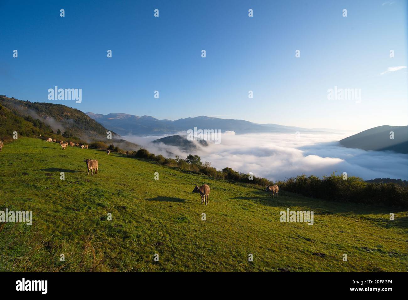 A mountain meadow with grazing cows and a sea of clouds below. Un prado de montaña con vacas pastando y por debajo se ve un mar de nubes. Stock Photo
