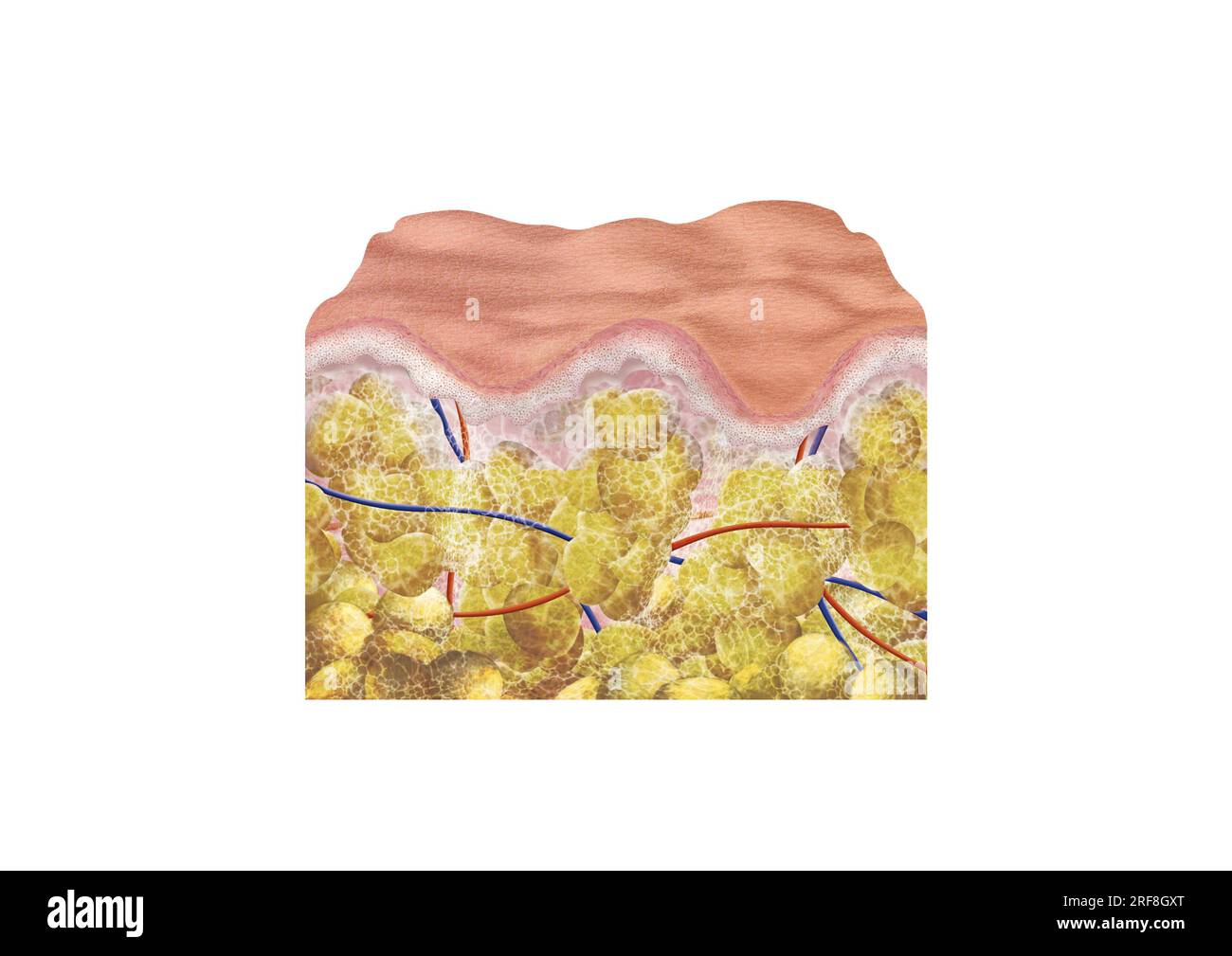 Qizning oyoqlari orasidagi fotosurat
