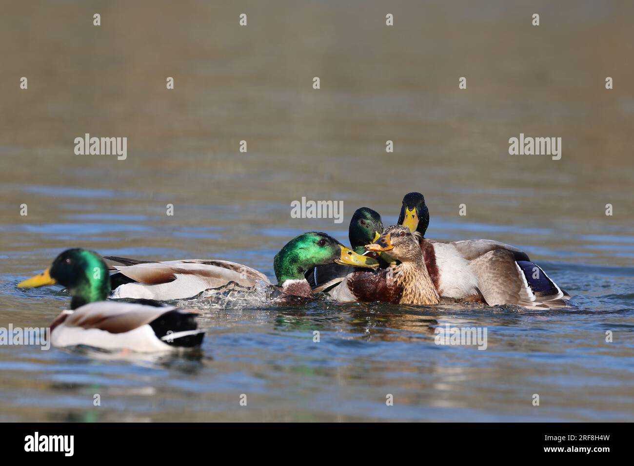 Mallard ducks in a park in Paris, Ile de France, France. Stock Photo