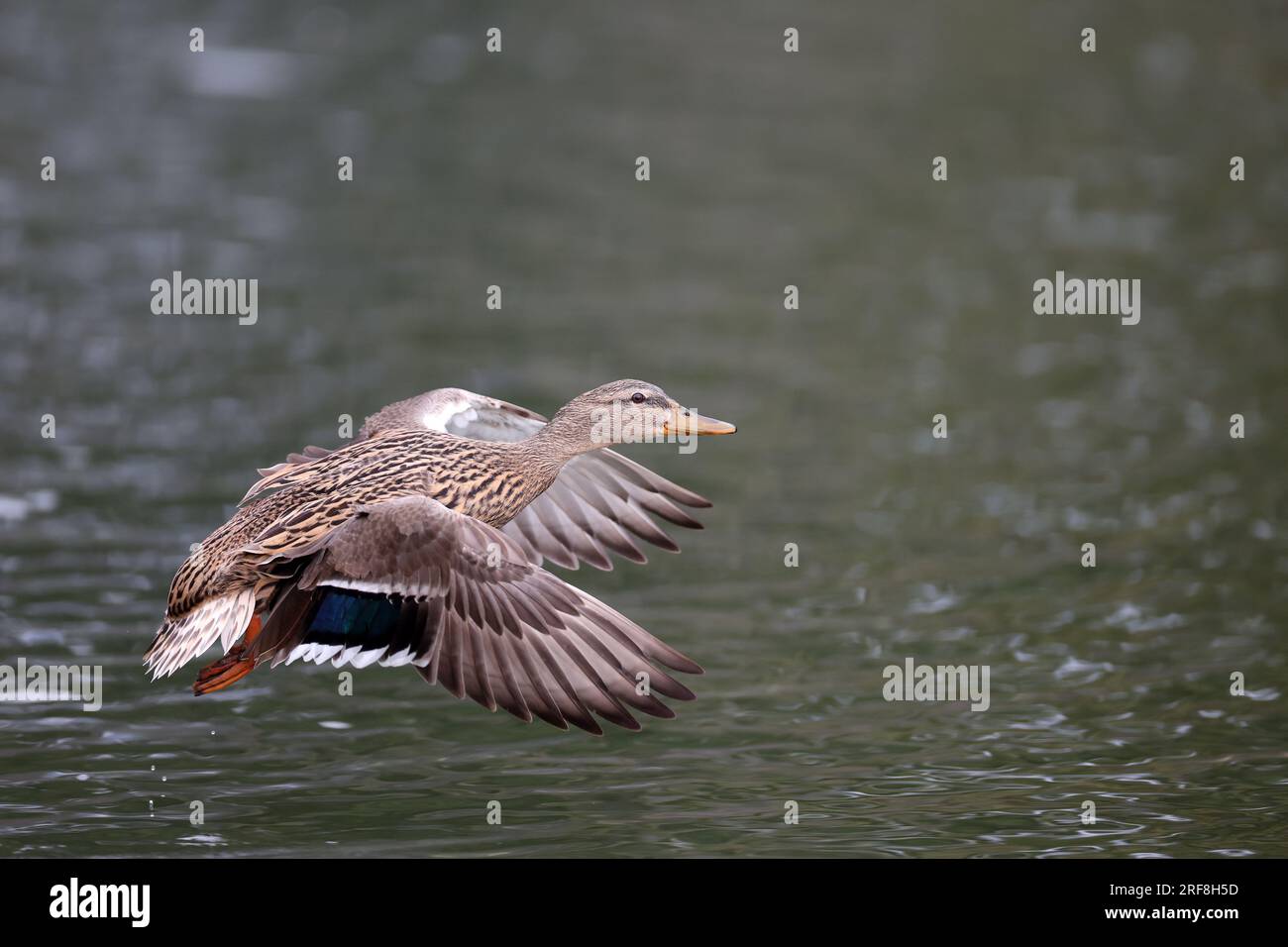 Female mallard duck in a park in Paris, Ile de France, France. Stock Photo